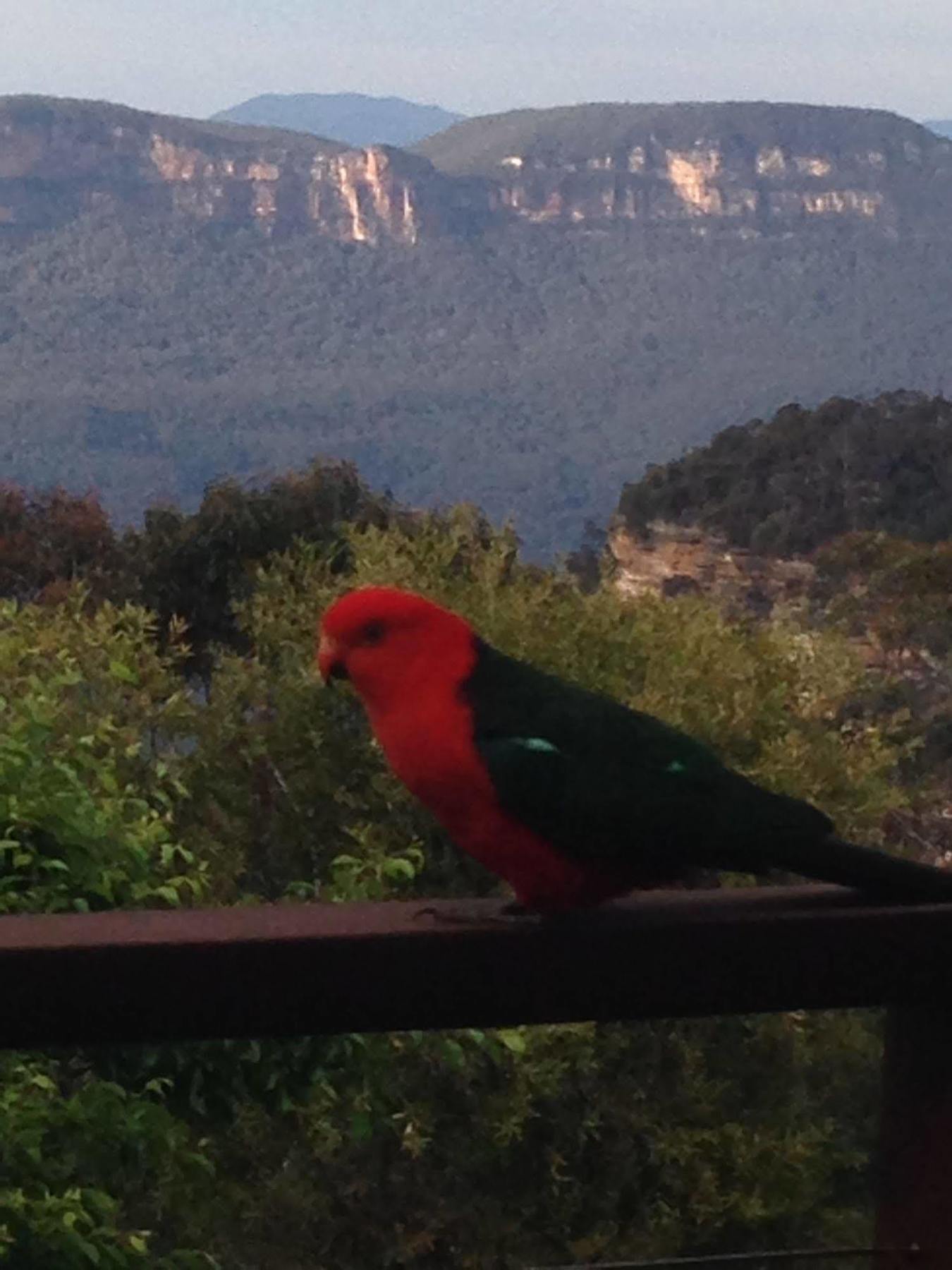 Valley Of The Waters B&B Wentworth Falls Ngoại thất bức ảnh